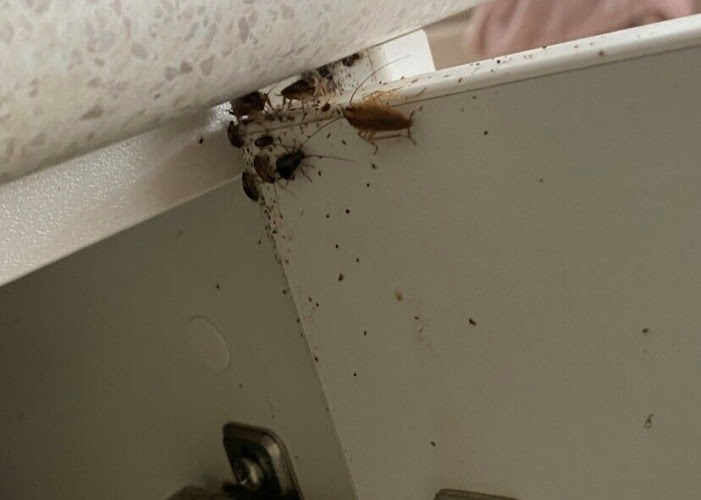 5 Star Termite & Pest Control in Perth