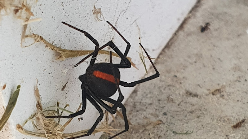 A-Grade Pest Management in Lismore