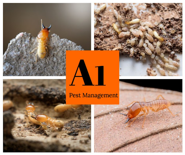 A1 Pest Management in Morayfield