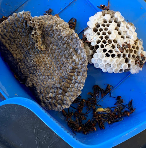 A2 Pest Management in Schofields