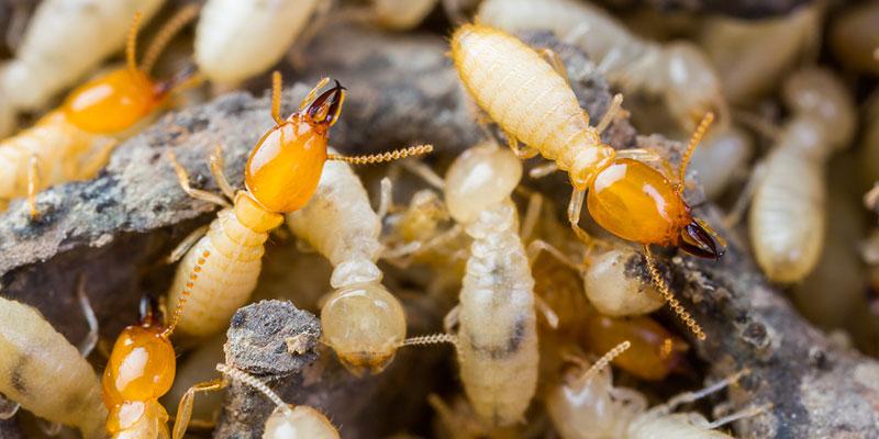 All About Termite Management & General Pest Control in Upper Coomera