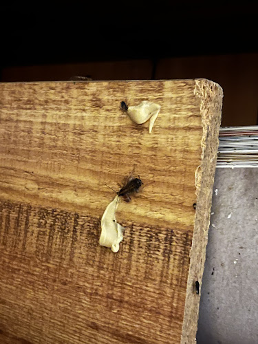 Alto Pro Pest Control in Newcastle