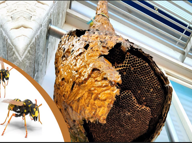 Anthony The Wasp and Bee Man Removal in Safety Beach