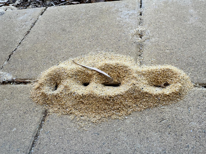 Ants Pest Control Perth in Dianella