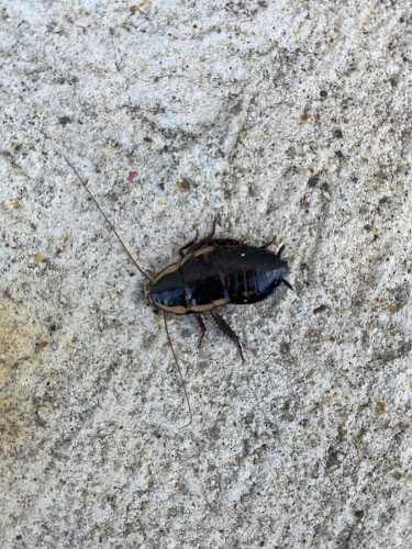 Armor Pest Control in Moorabbin