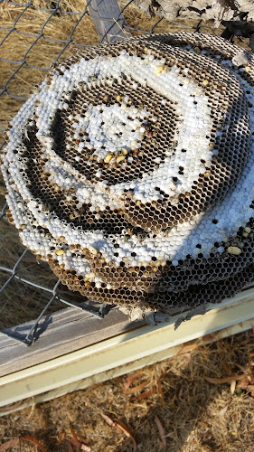 Arrow Pest Control in Lancefield