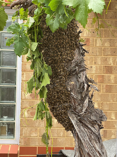 Ashwood Pest Control in Ridgehaven