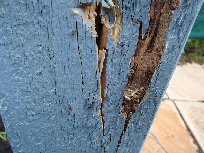 Aussie Pest Inspections in Millbridge