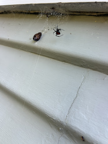 AYM Pest Control in Greystanes