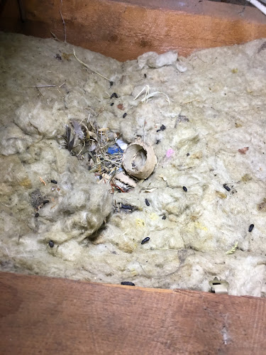 Bathurst Pest Control in Ballarat