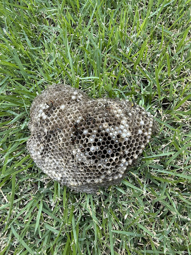 Bee hive and wasp removal Sydney to Blue mountains in Kellyville