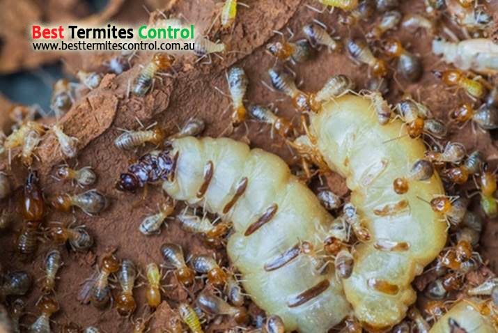 Best Termites Control Doncaster in Doncaster