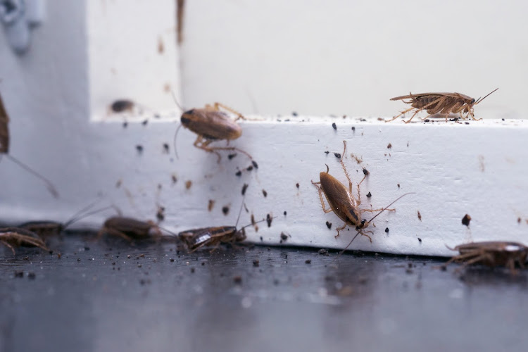 Blue Chip Termite & Pest Control in Kedron
