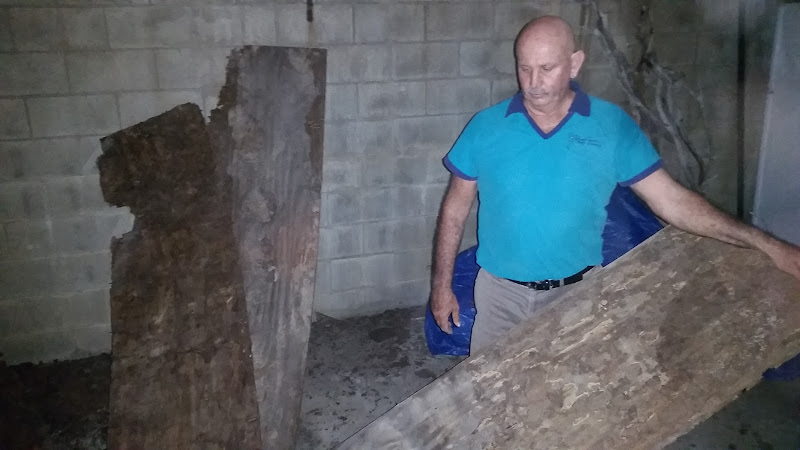 Blue Gum Pest Control in Coolum Beach