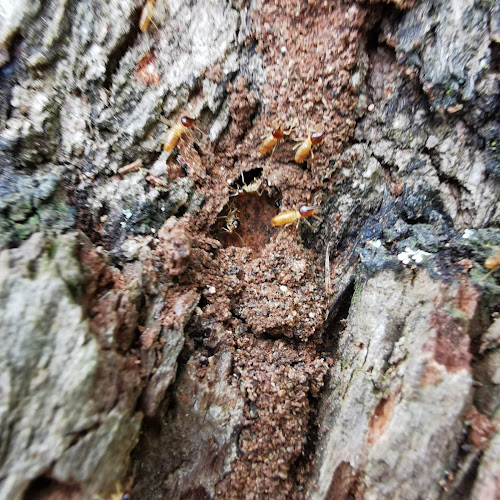 Bolstered Building and Pest Services in Charlestown