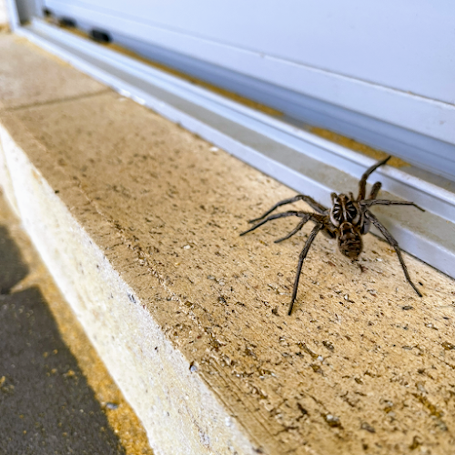 Buck's Pest Management in Whitby