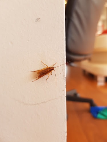 Buganator Pest and Termite Control in Melton South