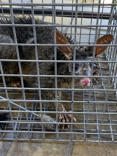 BugFree Pest Control in Auburn