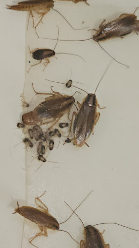 Bugg em off pest control in Toukley