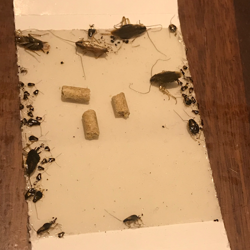 Bughunt Pest Control Services in Minto