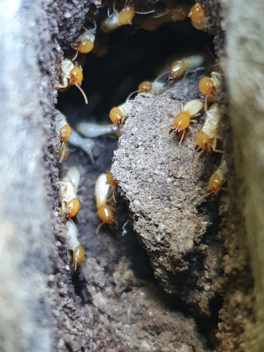 Canfield Pest Control in Alexandra Hills