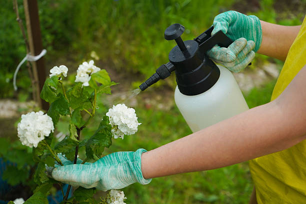 Carlton Possum Solution in Carlton