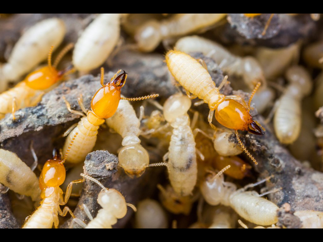 Critter Control Pest Management in Frankston