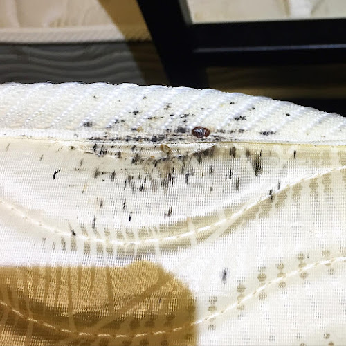 Defender Pest Control Specialists in Dandenong South