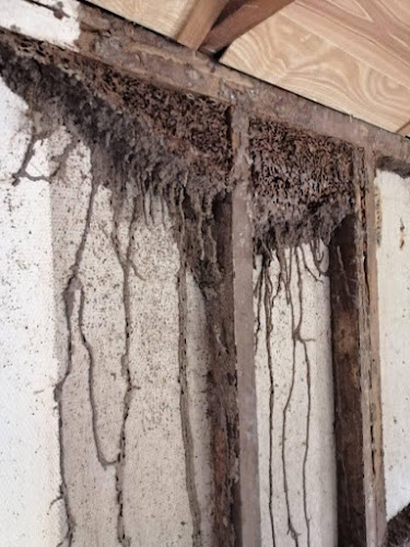 Desend Pest Management in Gold Coast