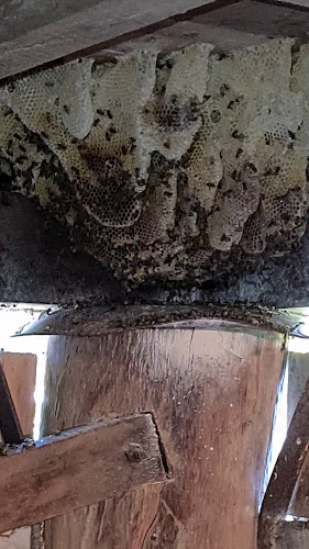 Eco Pest Management in Edmonton