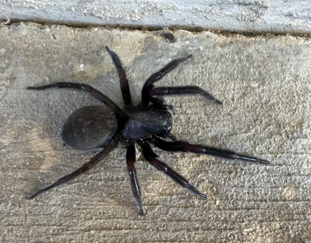 Eliminate Pest and Termite Control Pty Ltd in Gawler