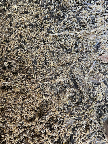 Elite Building & Pest Services in Macquarie Hills