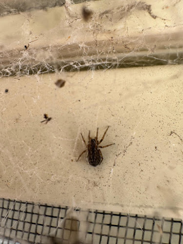 Enviro Pest Control Perth in Perth