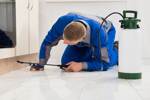 Enviro Pest Solutions in Northmead