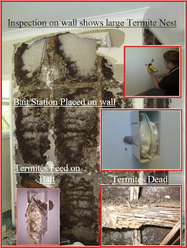 Erase Pest Control Mount Annan in Mount Annan