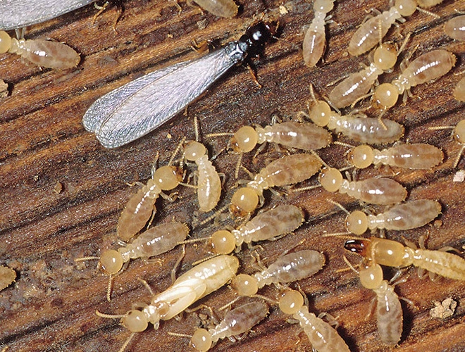 Exitpest SA in Redwood Park