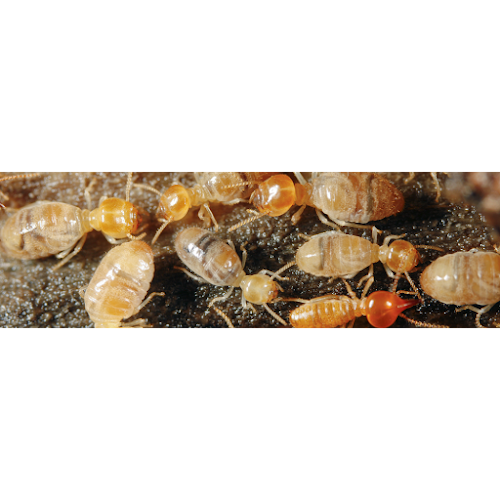 Exodus Pest Management - Coffs Harbour in Coffs Harbour