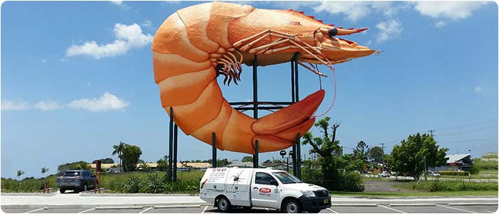 Flick Pest Control Ballina in Lismore