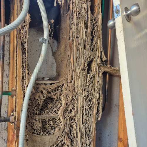 Flick Pest Control Traralgon in Traralgon