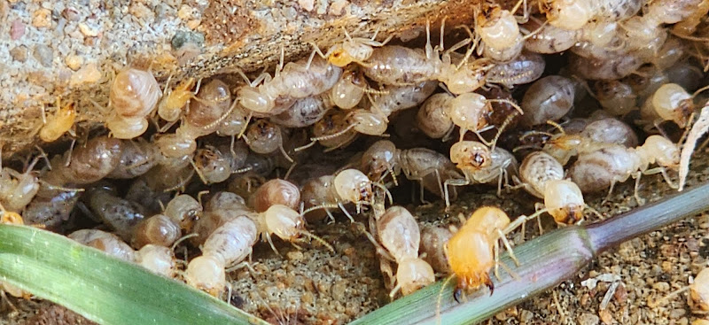 Gold City Pest Services in Gympie