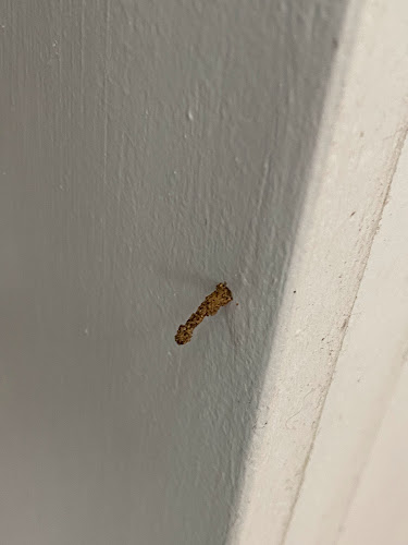 Golds Termite and Pest Control Townsville in Belgian Gardens