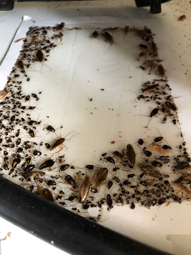 Hari's Pest Control in Auburn