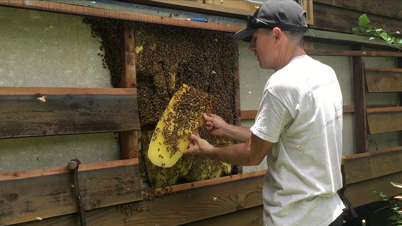 Hinterland Bees in North Maleny