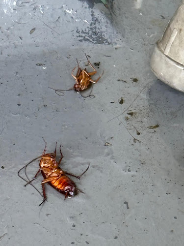 Hire2kill Pest Control in Regents Park