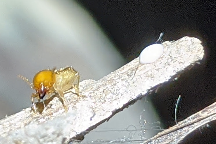 Home Pest Services - Kinglake in Kinglake