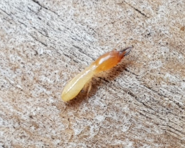 HomeMasters Building and Pest Inspections in Morphett Vale