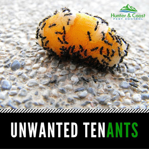 Hunter and Coast Pest Control - Mid North Coast in Forster