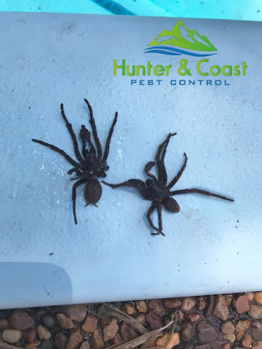 Hunter and Coast Pest & Handyman Services in New Lambton Heights