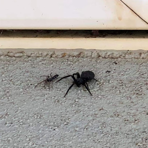 Infinity Pest Solutions in Scoresby