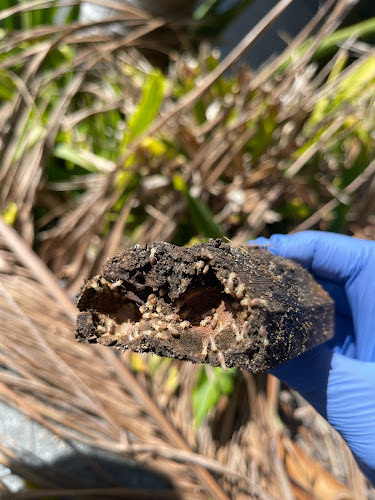 Inspect and Prevent Pest Control in Hornsby